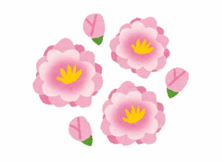 ひな祭りに桃の花を飾る由来や意味は 折り紙の折り方を紹介 コタローの日常喫茶