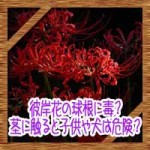 彼岸花の球根に毒？茎に触ると子供や犬は危険？別名が怖い…！
